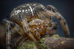 araneus-quadratus22