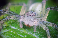 mikromatta