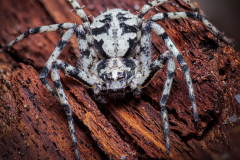 philodromus-margaritatus