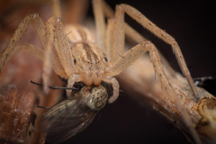 tibellus_sp_mikael