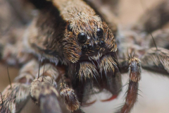 xerolycosa-nemoralis22inzoom